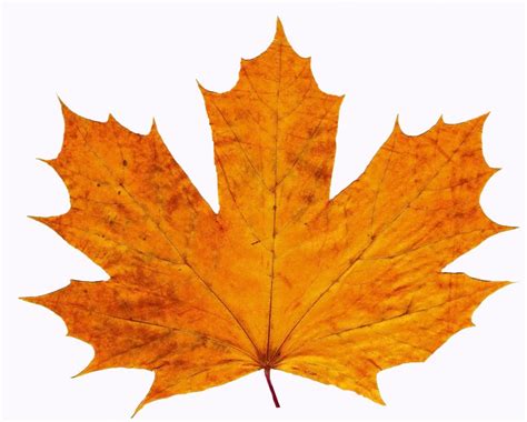 Fall Leaves Outline - ClipArt Best