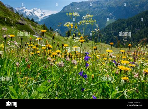Meadow wildflowers europe hi-res stock photography and images - Alamy