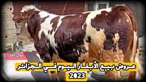 جديد عروض بيع الأبقار اليوم في الجزائر 2023 أسعار الأبقار YouTube