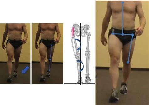 Biomechanics Test 2 Plus Gait Flashcards Quizlet