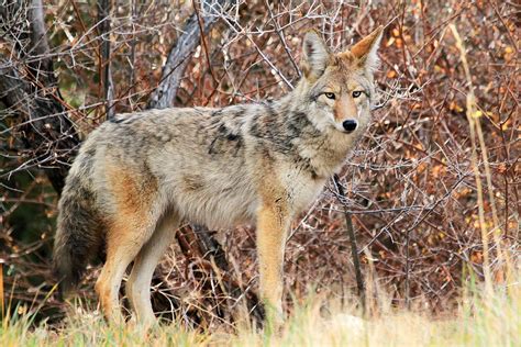 Curious Coyote Photograph By Donna Kennedy Fine Art America