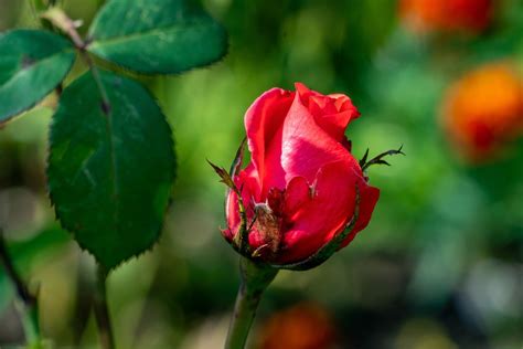 Red Rose Flower Free Photo On Pixabay Pixabay