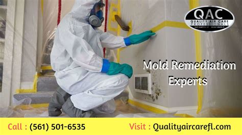 Welcome To Quality Air Care Our Highly Trained Mold Remediation