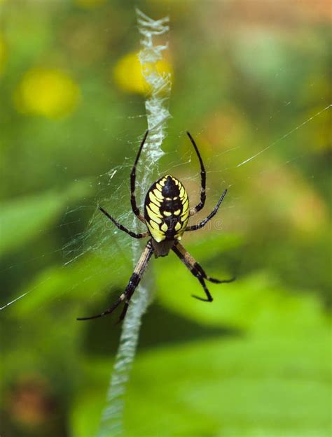 Big Yellow Garden Spider Argiope Aurantia On The Web In Closeup Stock