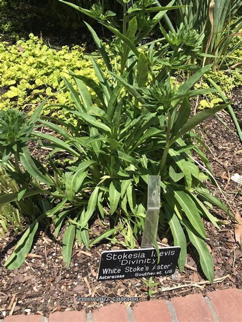 Photo Of The Entire Plant Of Stokes Aster Stokesia Laevis Divinity