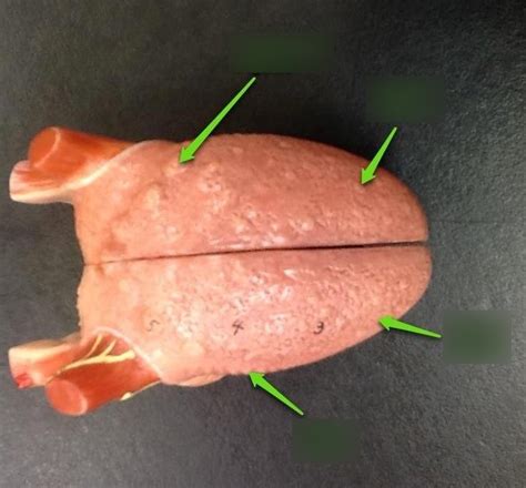 Papillae Of The Tongue Diagram Quizlet