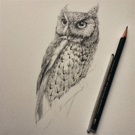 Screech Owl Drawing At Getdrawings Free Download