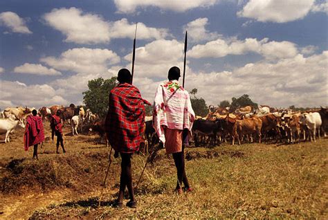 Maasai Cattle Stock Photos, Pictures & Royalty-Free Images - iStock