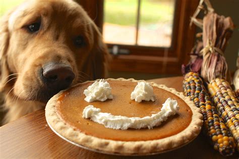 Happy Thanksgiving Dog Thanksgiving Golden Retriever Retriever