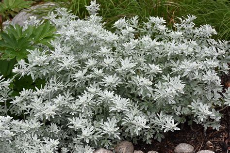 Silver Brocade Artemisia Artemisia Stelleriana Silver Brocade In