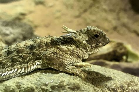 What Do Horned Lizards Eat