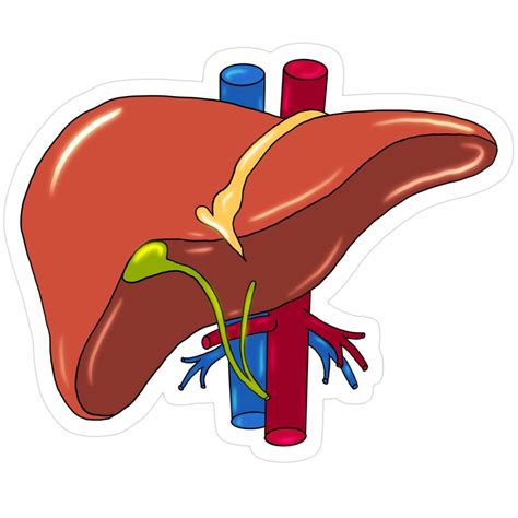 liver anatomy medical doctor sticker liver diagram liver themed