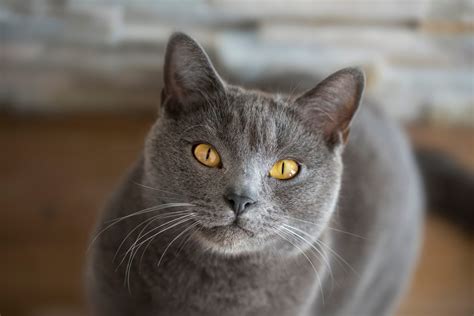 Chartreux Cats: The Best Kept Secret in the Cat World - MyStart