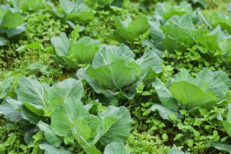 Repolho Jovem Cresce No Campo Fazendeiro Cultivando Repolho Na