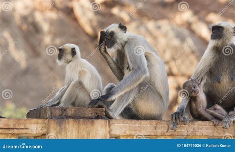 Langur Monkey stock photo. Image of carer, eating, forest - 104779036