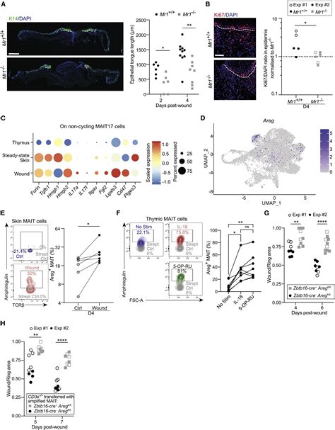 Role Of MR1 Driven Signals And Amphiregulin On The Recruitment And