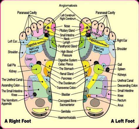 Foot Diagram For Massage Foot Massage Chart Reflexology Ch