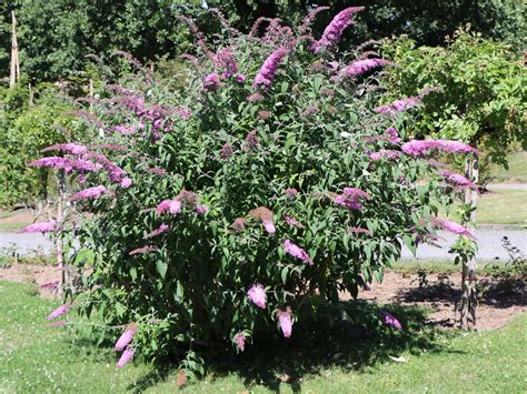 Sommerflieder Schmetterlingsstrauch Purple Prince Buddleja