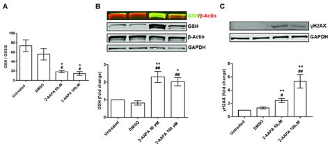 In Vitro Model Of Protein S Glutathionylation A Bar Graph