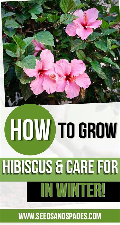 Hibiscus Care in Winter: Tips for 3 Varieties | Growing hibiscus ...