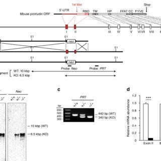 Gene Targeting Of The Mouse Protrudin Locus A Schematic Representation