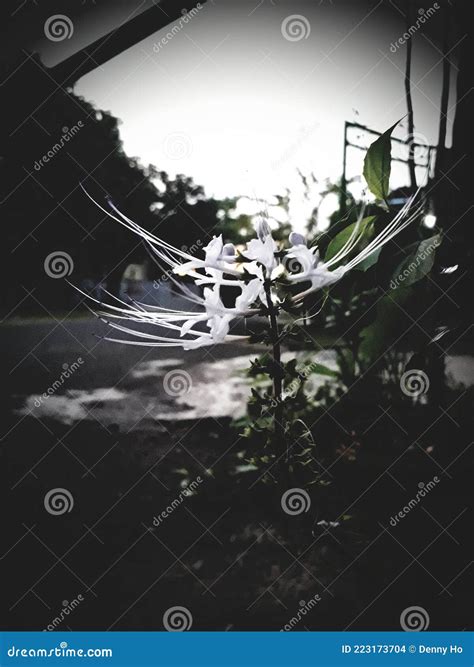 cats whiskers flower 9