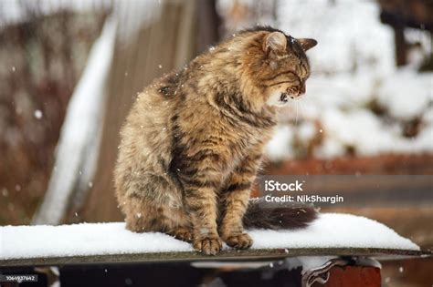 Angry Siberian Cat With Open Mouth Stock Photo - Download Image Now ...