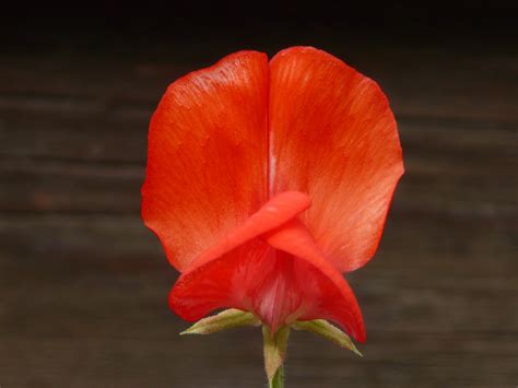 Fotos Gratis Flor Hoja Pétalo Florecer Rojo Color Vistoso