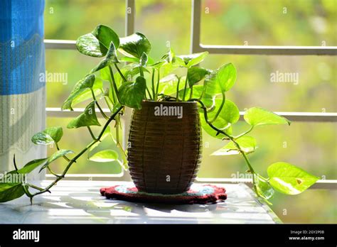 Money plant as indoor plant Stock Photo - Alamy