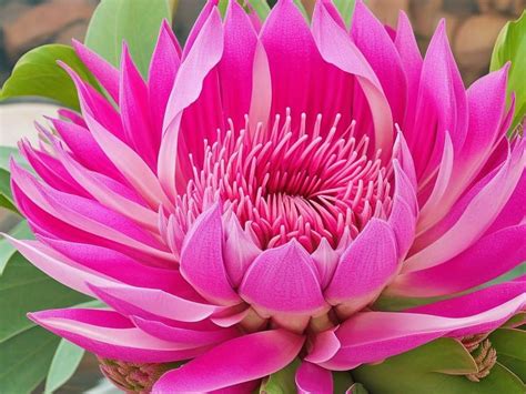 Protea Flower Meaning And Symbolism Floristempire