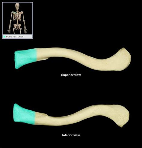 Clavicular Anatomy Diagram | Quizlet