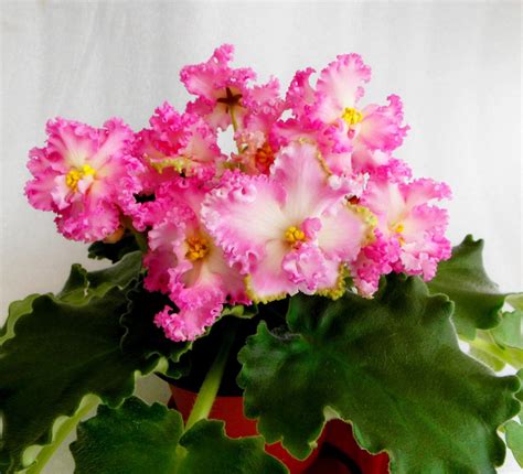 Фиалка богиня солнца - фото и картинки: 66 штук