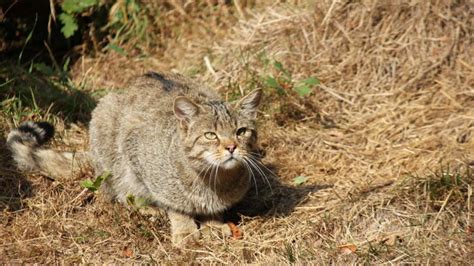 Seltene Wildkatze kehrt in Wetterau zurück