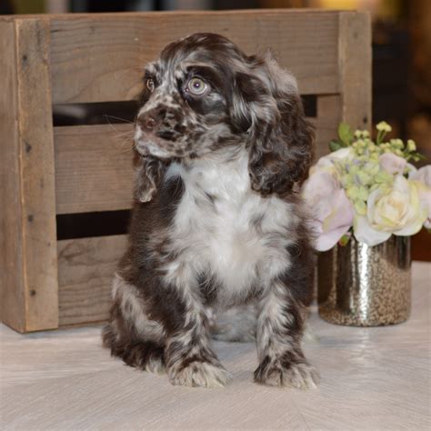 Cocker Spaniel - Ridgetop Kennels