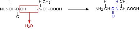 The Structure Of Proteins Chemistry Libretexts