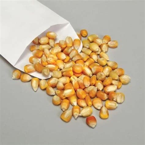 Yellow Hybrid Maize Seeds For Agriculture Packaging Type Loose At Rs