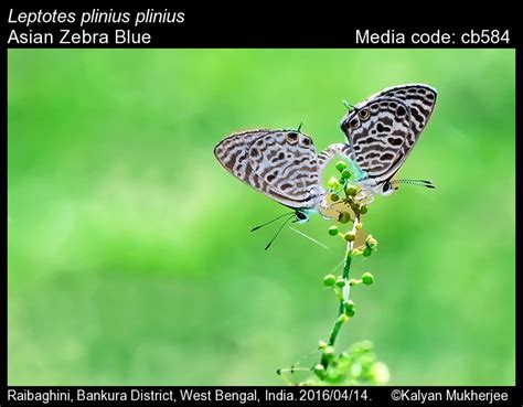 Leptotes Plinius Butterfly