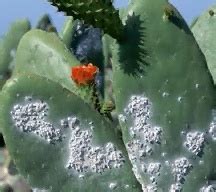 Cochineal Insect: pictures, information, classification and more