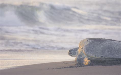 Watch nesting sea turtles in Costa Rica | Evaneos