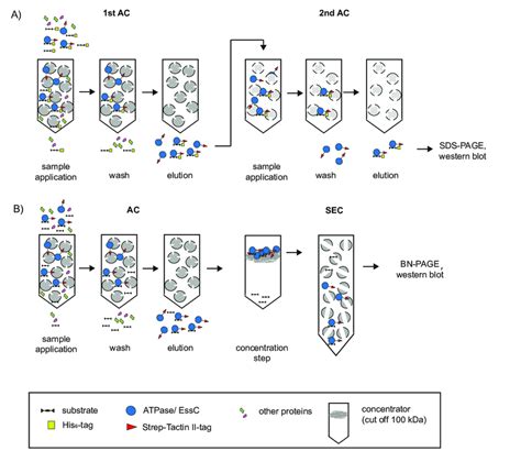 Schematic Representation Of The Assays A Double Pull Down Assay Using