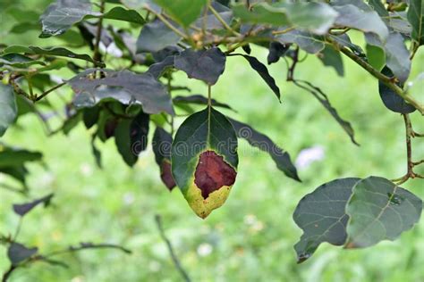 Leaf Disorder Symptom, Plant Disease Stock Photo - Image of curl ...