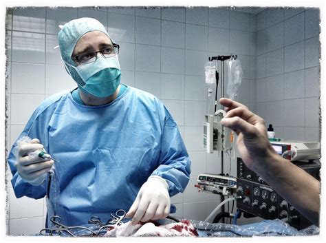 Saving Brandy, abused and left paralyzed - Lets Adopt! Global 