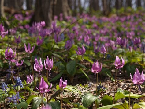 男山自然公園のカタクリ コバケンの山歩記（やまあるき）