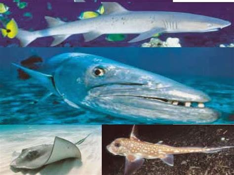 Biolearnspot Chondrichthyes The Cartilaginous Fishes Elasmobranchs