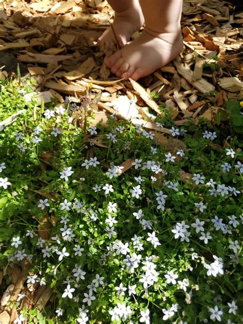 Blue Star Creeper Ground Cover Gardening Blog Ground Cover Garden