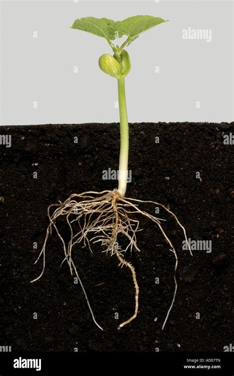 Étape 5 série montrant la germination d une graine de haricot vert