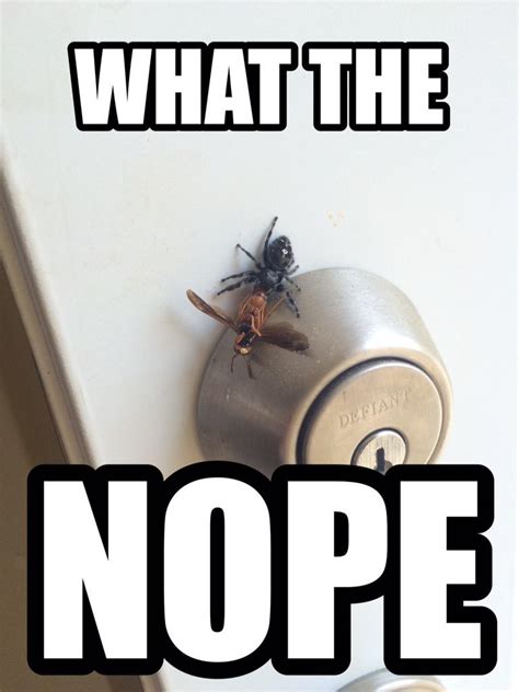 Lol Nope Spider