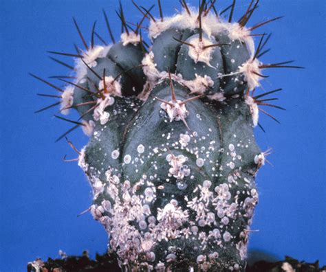 Cactus Nursery Scale Insect On Cacti