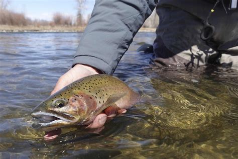 Westslope Cutthroat Trout Western Native Trout Initiative