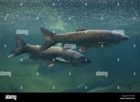 Grass Carp In Water